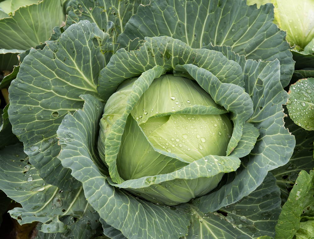 Cabbage Image